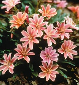 Lewisia longipetala 'Little Plum'