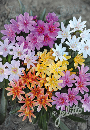 Lewisia longipetala 'Little Tutti Frutti'  