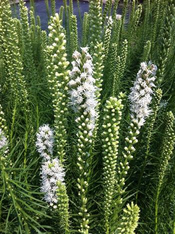 Liatris spicata 'Floristan White'