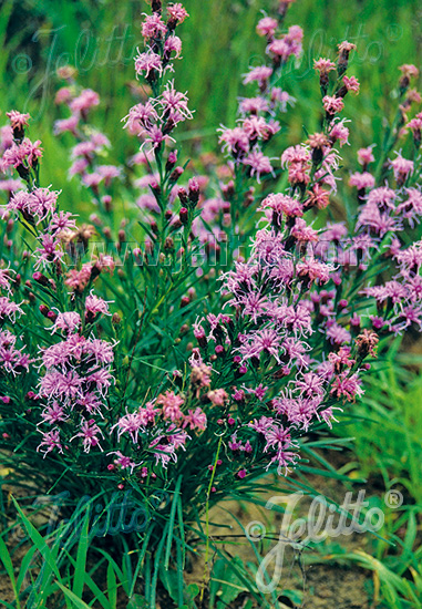 Liatris aspera 