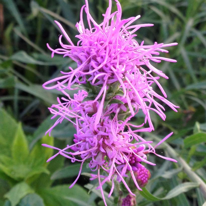 Liatris cylindracea   NEW