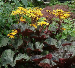 Ligularia dentata 'Britt-Marie Crawford' 