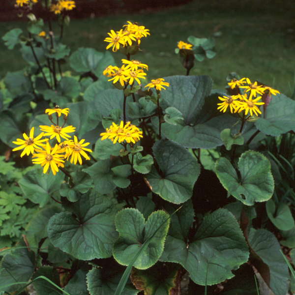 Ligularia dentata 'Desdemona'   