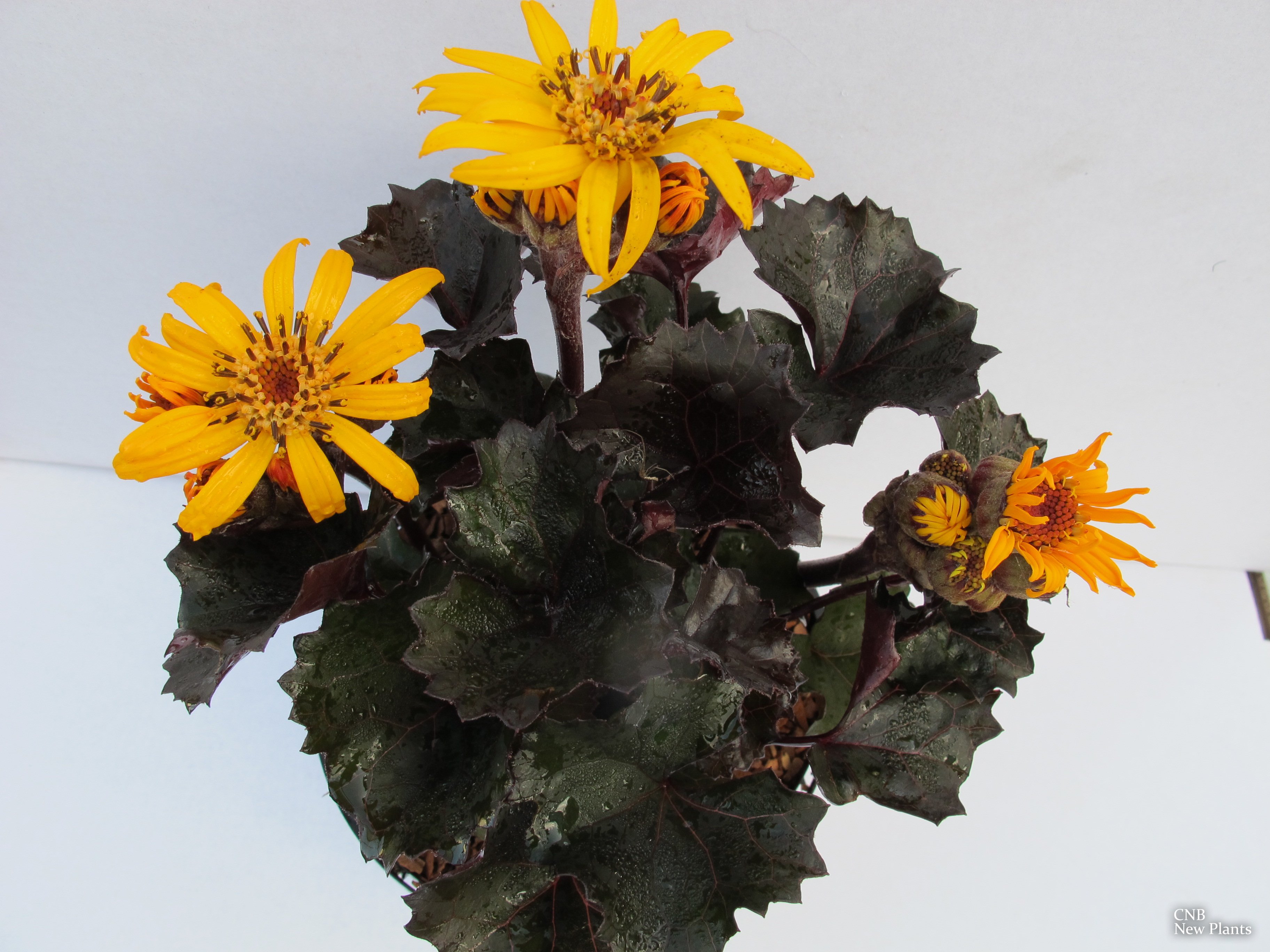 Ligularia 'Pandora'  