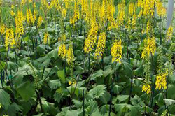 Ligularia stenocephala 'The Rocket'