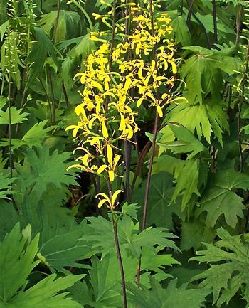 Ligularia przewalskii