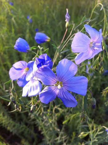 Linum perenne 