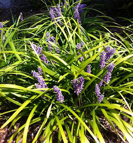 Lirope muscari 'Big Blue' 