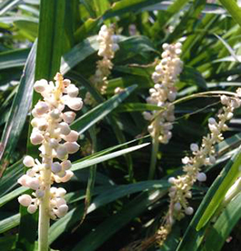 Liriope muscari 'Monroe's White' 