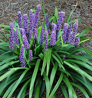 Lirope muscari 'Royal Purple'