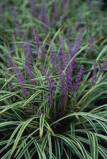 Lirope muscari 'Variegata'