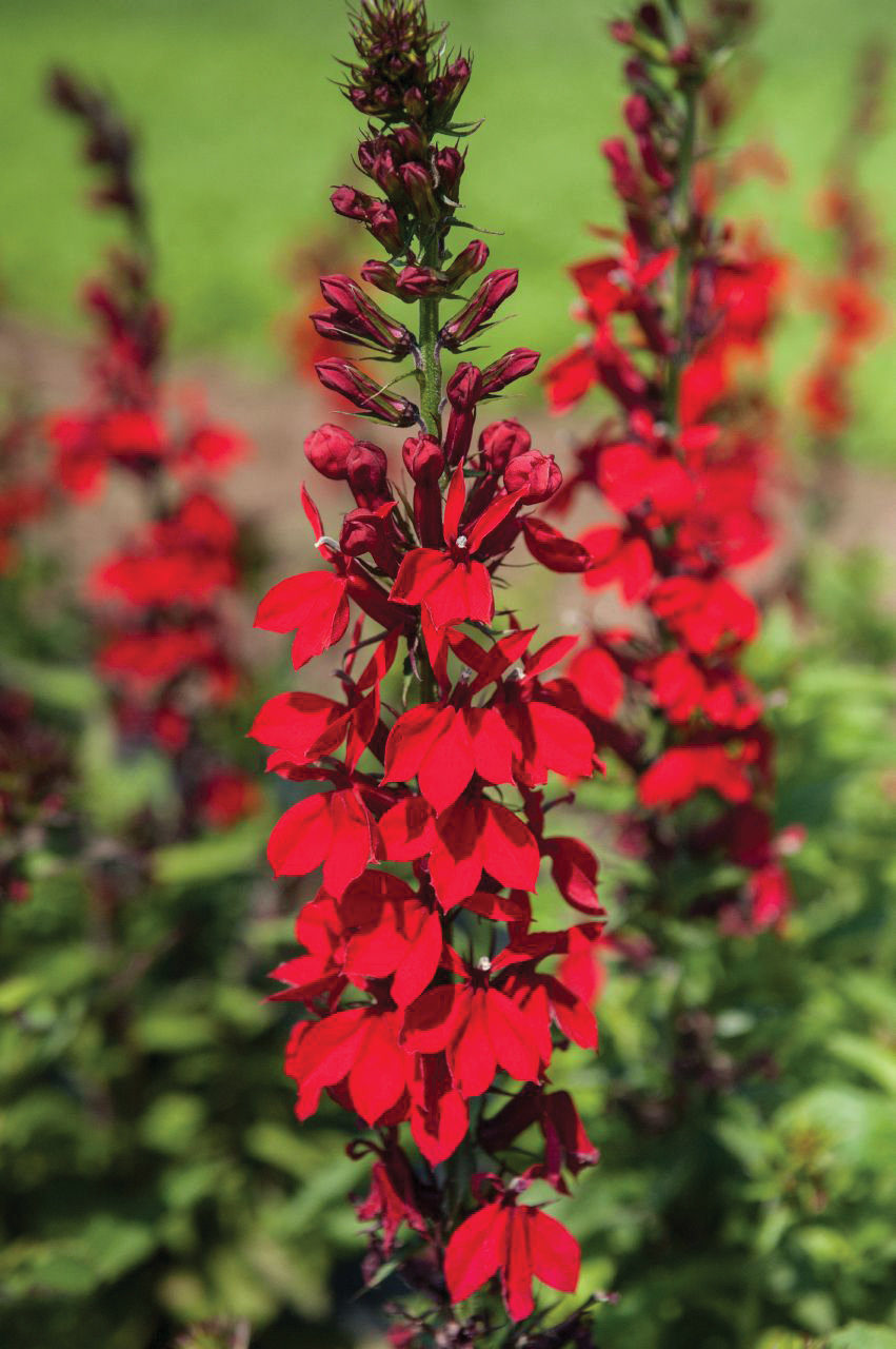 Lobelia speciosa 'Fan Scarlet' 