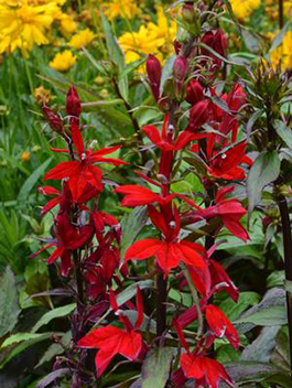 Lobelia speciosa 'Vulcan Red'