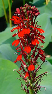 Lobelia cardinalis