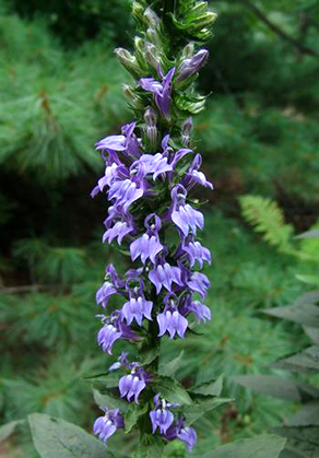 Lobelia siphilitica