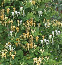 Lonicera japonica 'Halliana'