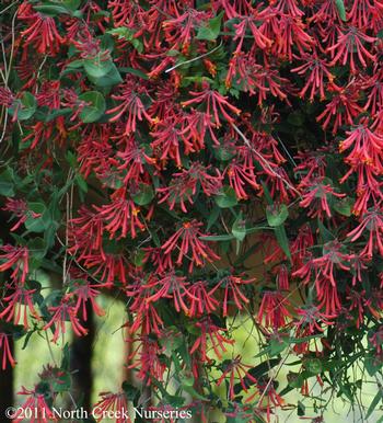 Lonicera sempervirens 'Major Wheeler'  Bestseller