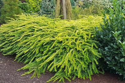 Lonicera nitida 'Thunderbolt' 