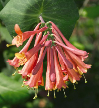 Lonicera x brownii 'Dropmore Scarlet'