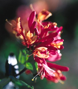 Lonicera x heckrotti 'Goldflame'