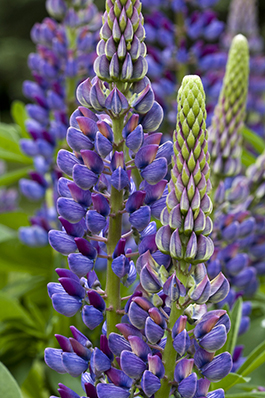 Lupinus perennis