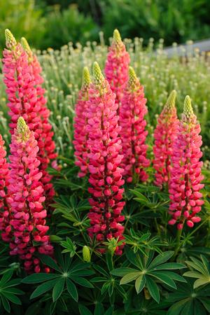 Lupinus 'Popsicle Red'