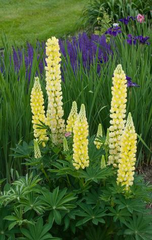 Lupinus 'Popsicle Yellow'