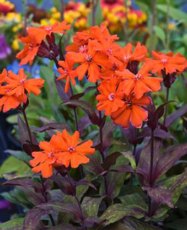 Lychnis arkwrightii 'Orange Gnome'