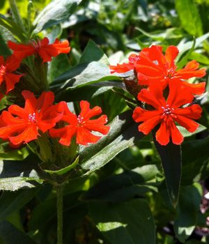 Lychnis chalcedonica