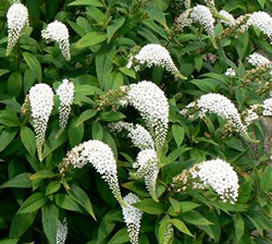 Lysimachia clethroides 