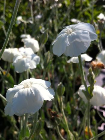 Lychnis coronaria WHITE