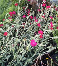 Lychnis coronaria CERISE