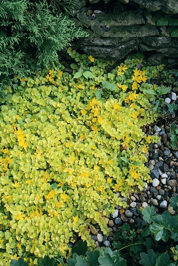 Lysimachia nummularia 'Aurea'