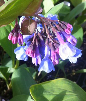 Mertensia virginica