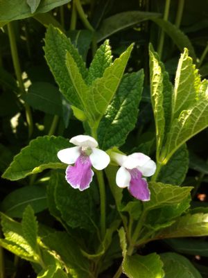 Melittis 'Royal Velvet Distinction'