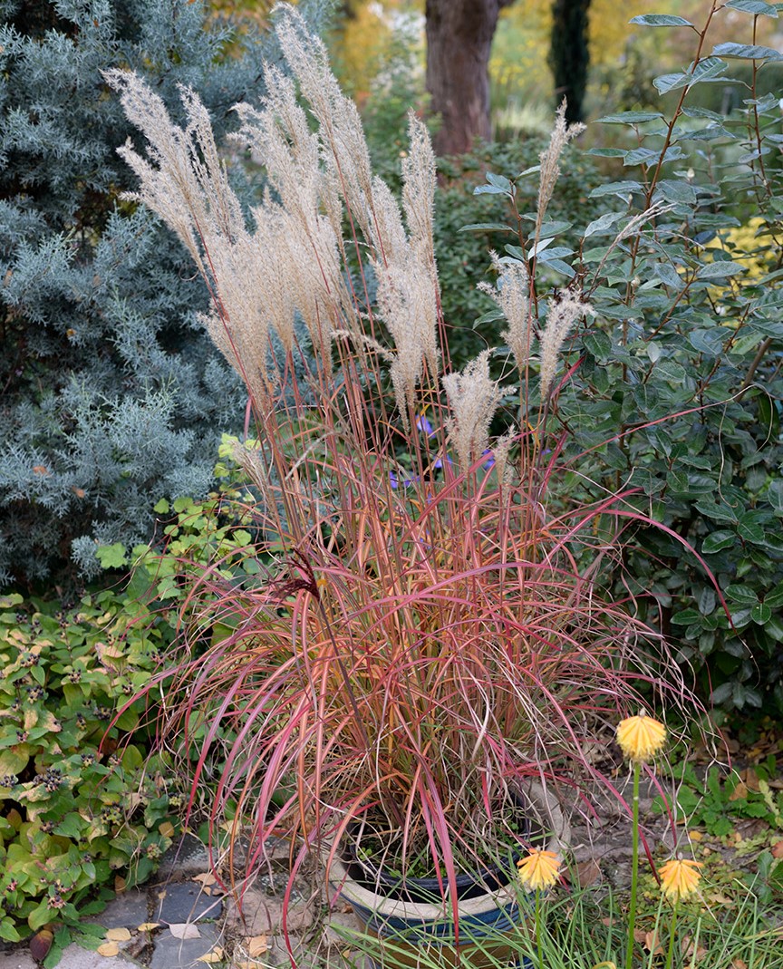 Miscanthus sinensis 'Little Miss'  