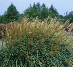 Miscanthus sinensis 'Adiago' 