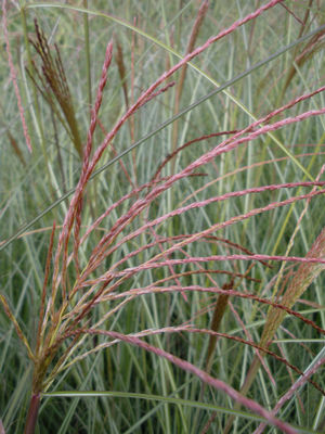 Miscanthus sinensis 'Autumn Light' 