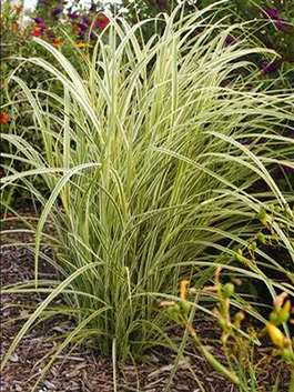 Miscanthus sinensis 'Dixieland'