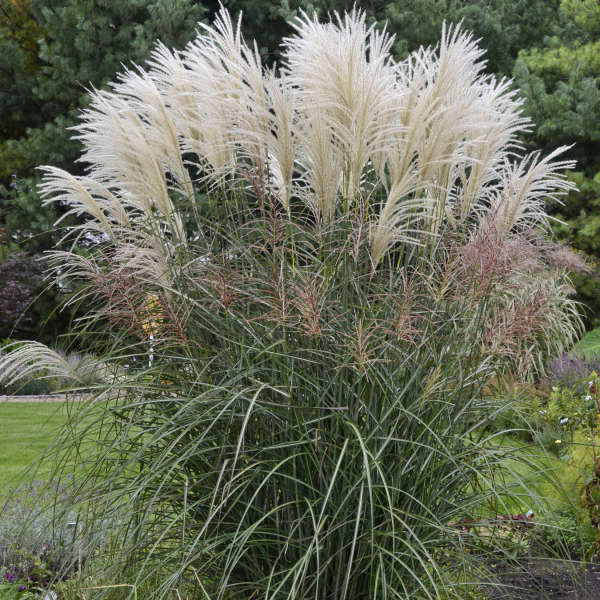 Miscanthus sinensis 'Encore' 