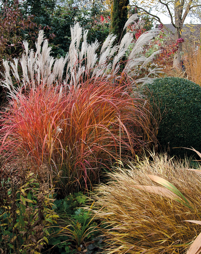 Miscanthus sinensis 'Fire Dragon'   Bestseller