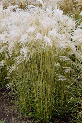 Miscanthus sinensis 'Little Fountain'  (Kleine Fontaine)