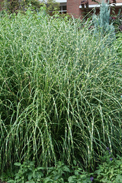 Miscanthus sinensis 'Little Zebra'