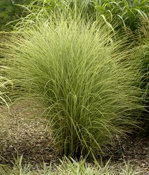 Miscanthus sinensis 'Morning Light'