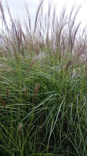 Miscanthus sinensis 'Nippon' 