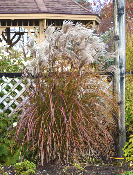 Miscanthus sinensis 'Oktoberfest'