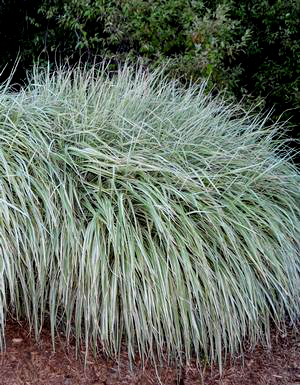 Miscanthus sinensis 'Rigoletto'