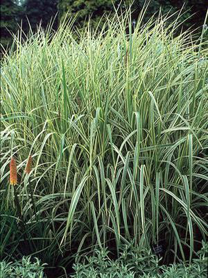 Miscanthus sinensis 'Variegatus' 