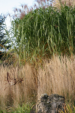 Miscanthus sinensis 'Goliath'