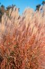autumn red miscanthus